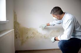 Best Comprehensive Air Testing for Mold Contaminants  in Sebewaing, MI